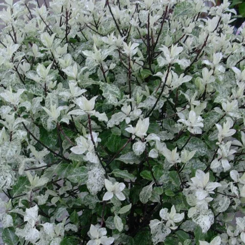 Pittosporum Tenuifolium Irene Patterson en pot de 15 L vert