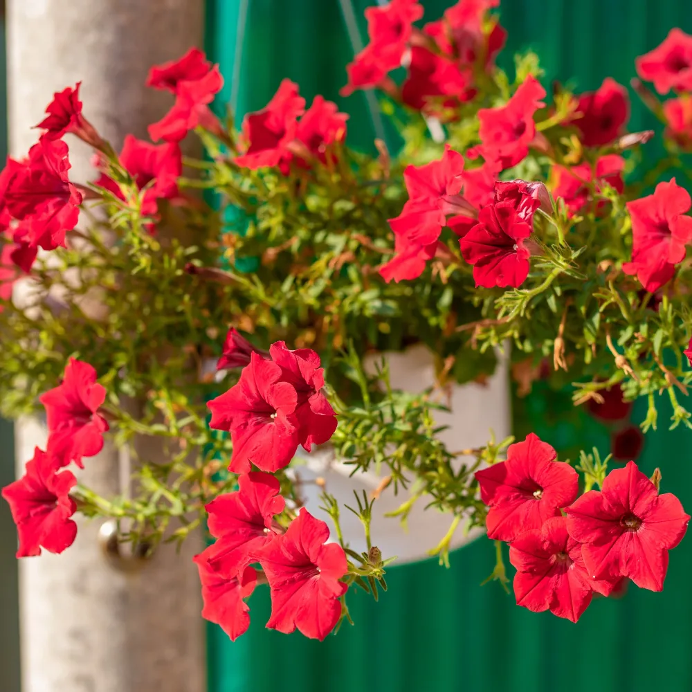 Surfinia rouge Surfinia red