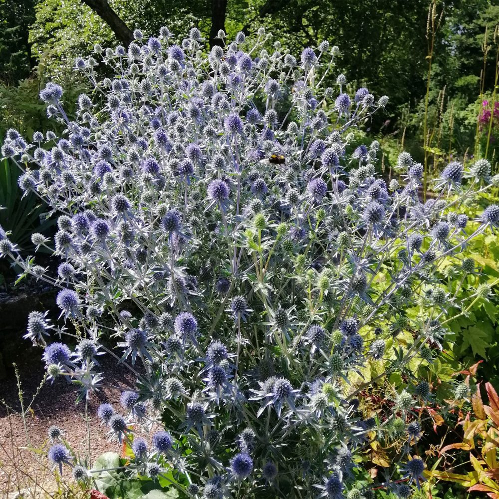Panicaut à feuilles planes Eryngium planum
