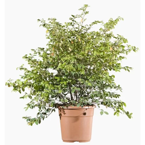 Loropetalum Chinense (Loropétale de Chine) en pot de 4 L rouge