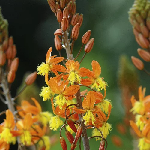 Bulbine ou Bulbinella à fleurs jaunes - Le pot de 3 litres