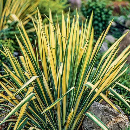 Yucca 'Golden Sword' - Le pot de 4 litres