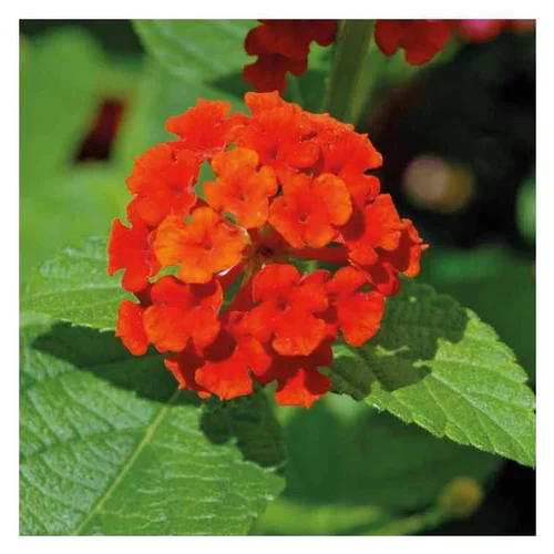 Lantana arbustif rouge corse - Le pot de 9 x 9 cm