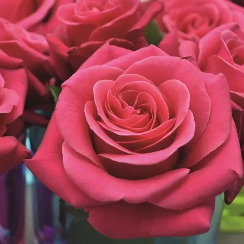 Rosier Crazy Pink Voluptia® rose. Le pot de 5 litres
