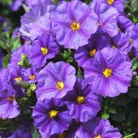 Solanum Rantonnetii Tige - La coupe de 45 cm