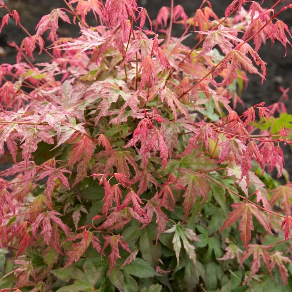 Erable du Japon Phoenix Acer palmatum phoenix