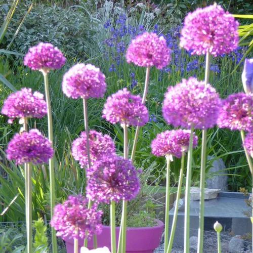 Ail décoratif vivace - Le pot de 1 litre