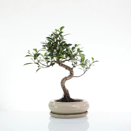 Bonsaï botanic® Ficus Retusa avec pot et soucoupe - Taille 3,2