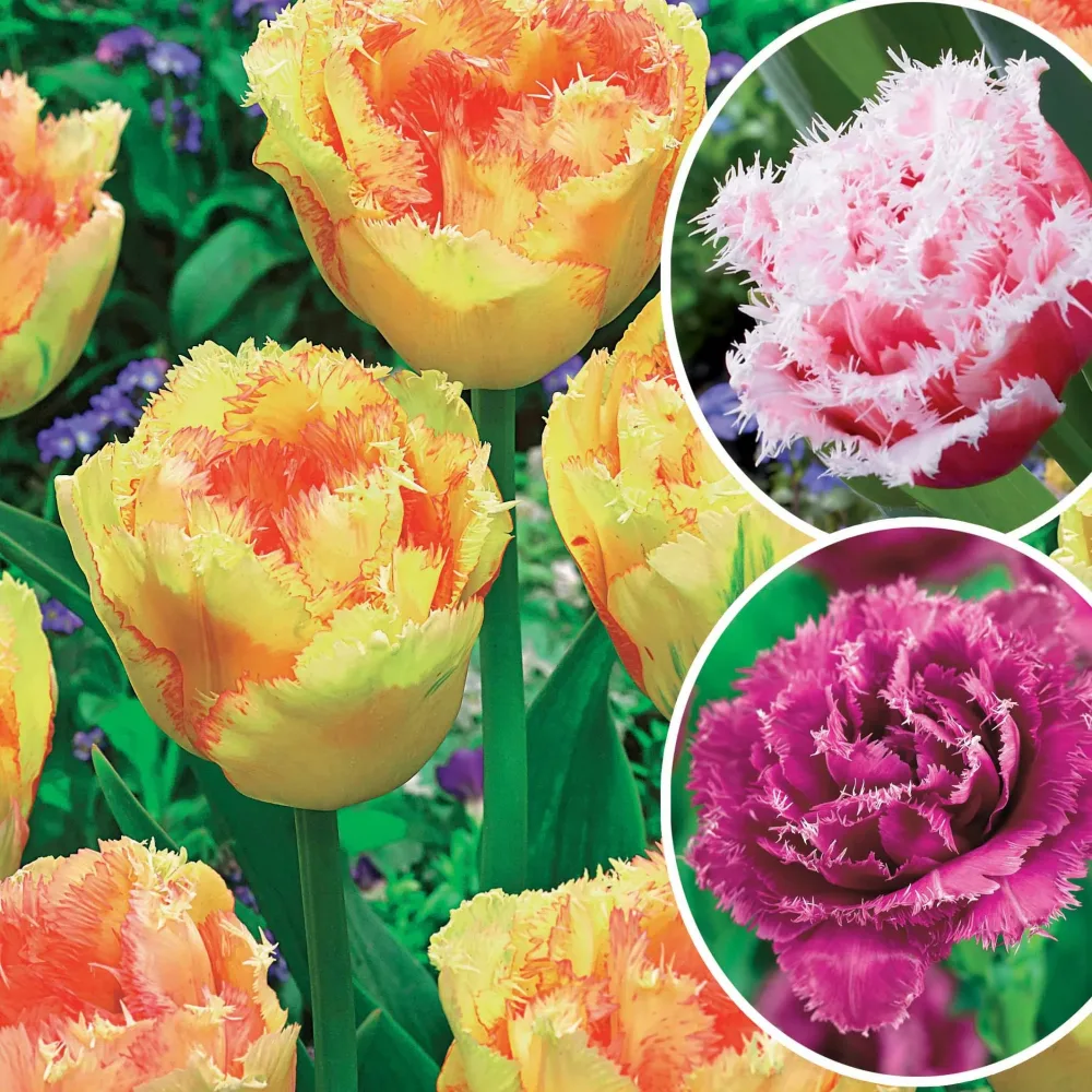 Collection de 15 Tulipes frangées : Queensland, Mascotte, Vaya con Dios Tulipa queensland, mascotte , vaya con dios