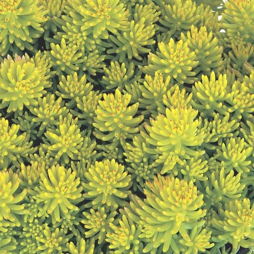 Sedum Harkonense Lemon Ball - Le pot de 4 litres