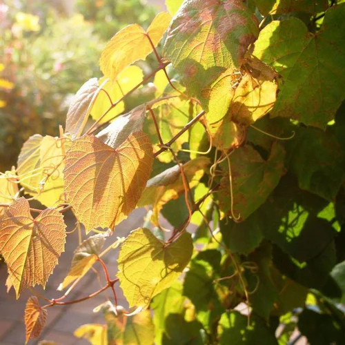 Vigne COIGNETIAE CLARET CLOAK COV. Le pot de 4 litres