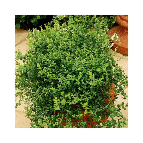 Fusain Minimus en pot de 3 litres