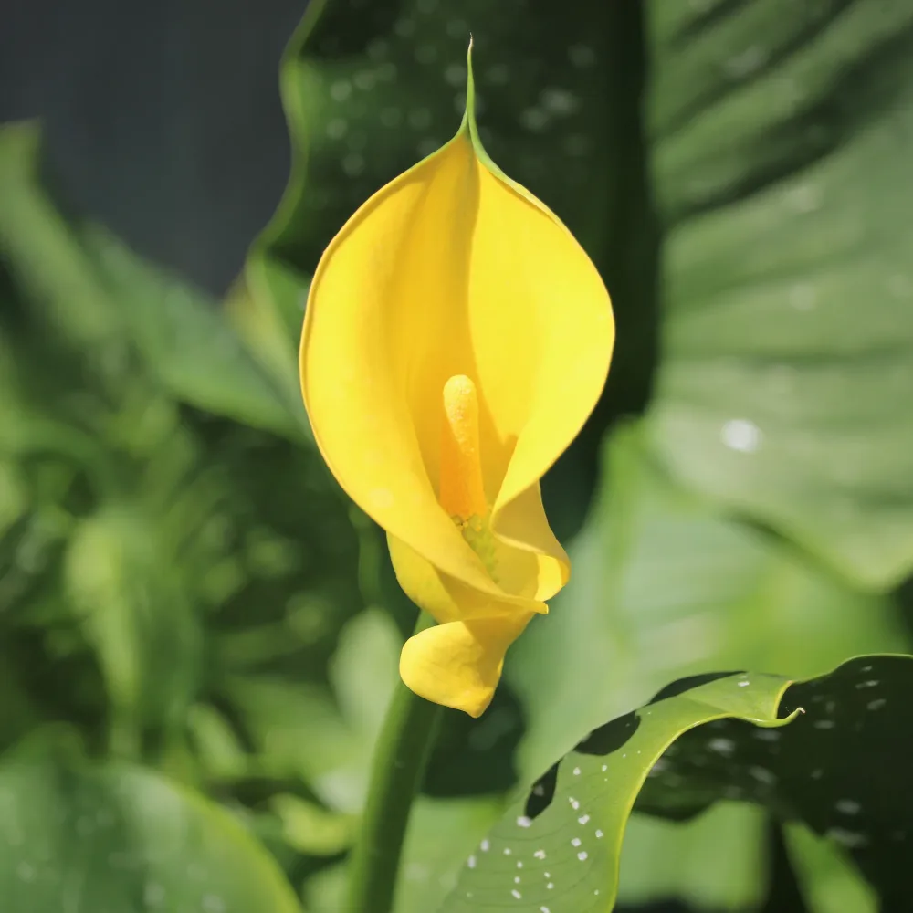 Arum Solfatare Zantedeschia x elliottiana Solfatare