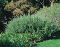 Westringia Fructicosa ou Romarin d’Australie bleu en pot de 30 L