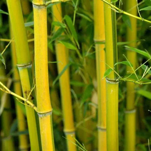 Bambou phyllostachys aureosulcata spectabilis vert pot de 15L