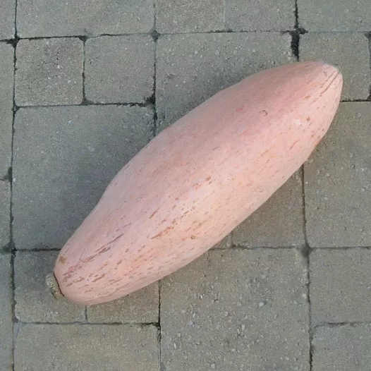 Bio zaden van Pompoen Pink Jumbo Banana
