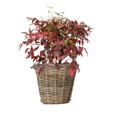 Nandina Domestica Obsessed ou bambou sacré rouge en pot de 5 L