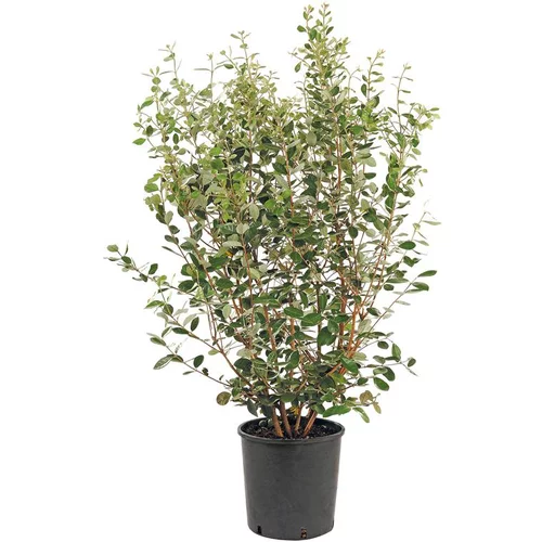 Goyavier Feijoa Sellowiana en pot de 30 L