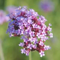 Verbena Bonariensis - Le pot de 10,5 cm
