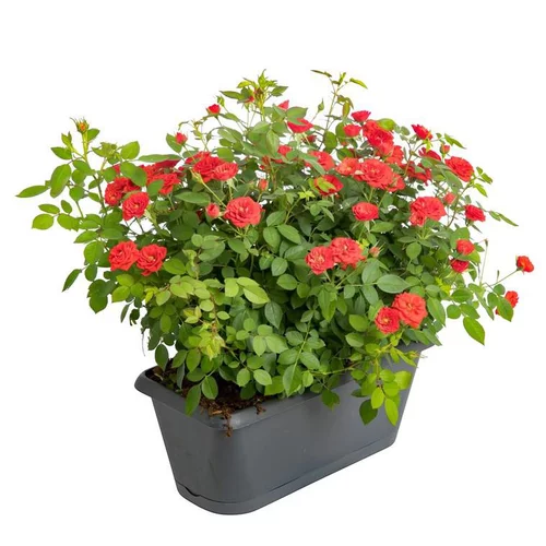 Rosier Buisson Miniature - La jardinière de 40 cm