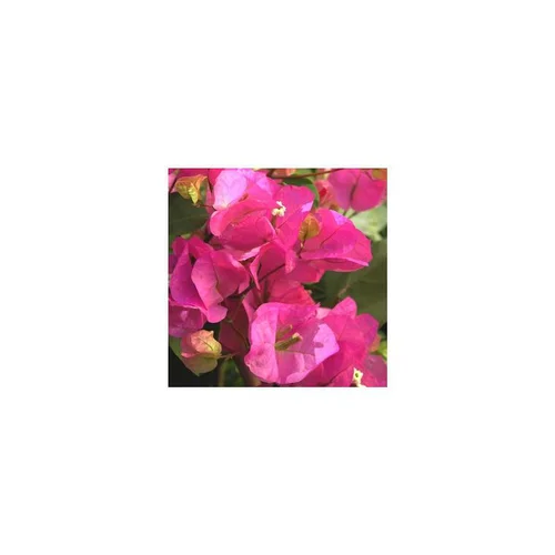 Bougainvillée - Le pot de 1 litre