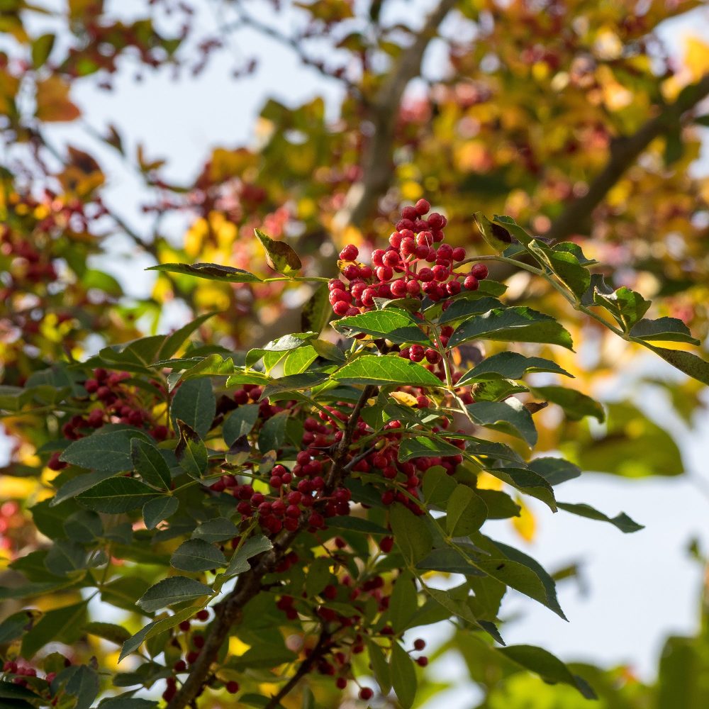 Poivrier du Sichuan Zanthoxylum piperitum