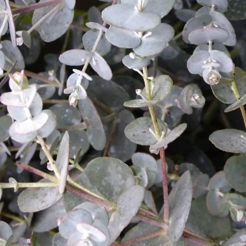 Eucalyptus Gunnii Azura bleu en pot de 30 L