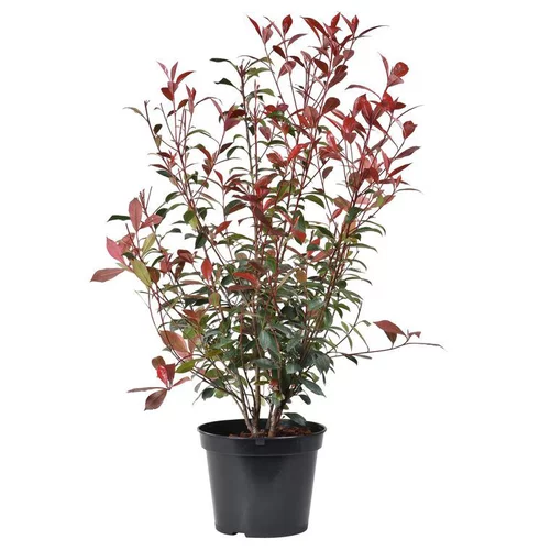 Photinia fraseri carré coloris rouge. Le pot de 5 litres.