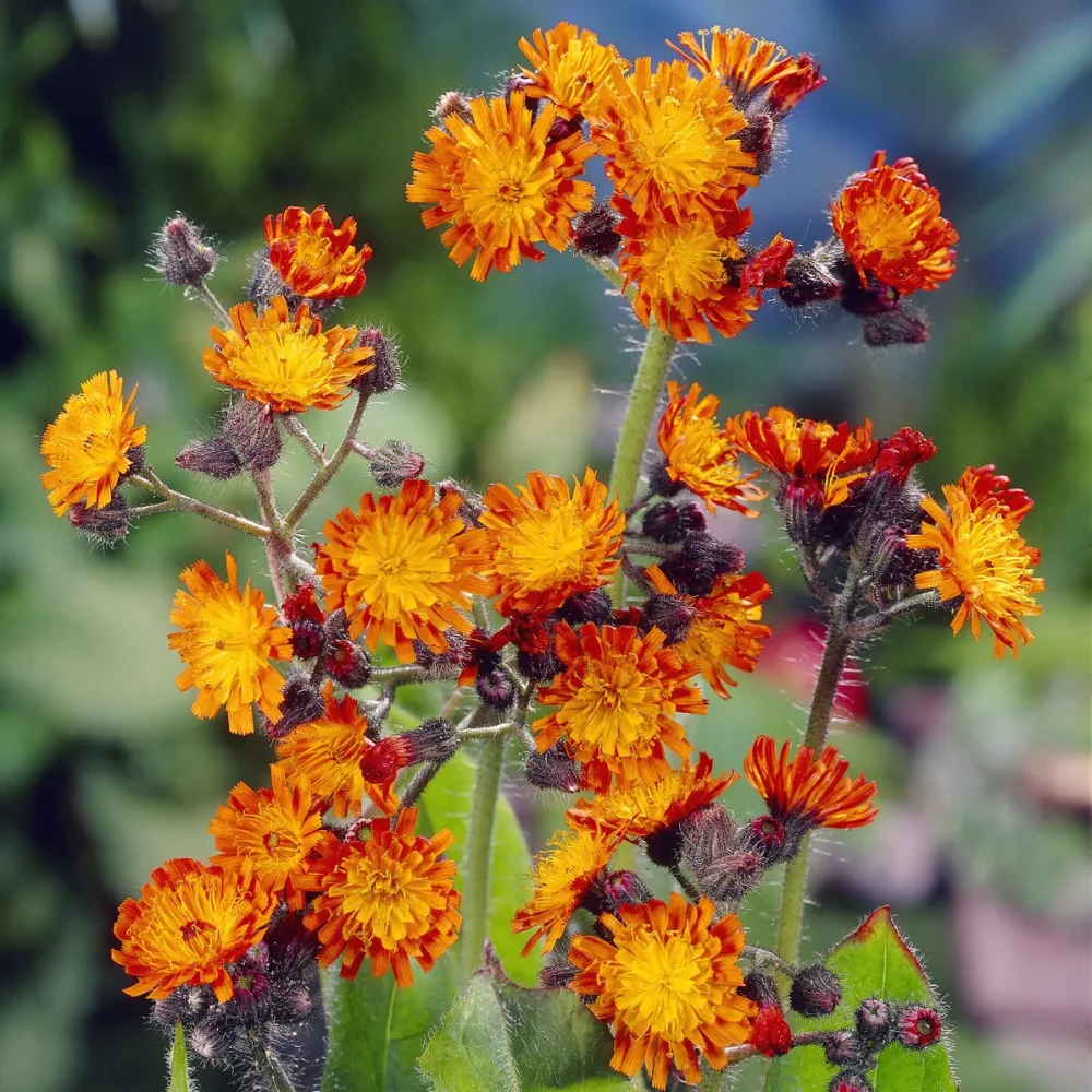 Épervière orangée Hieracium aurantiacum