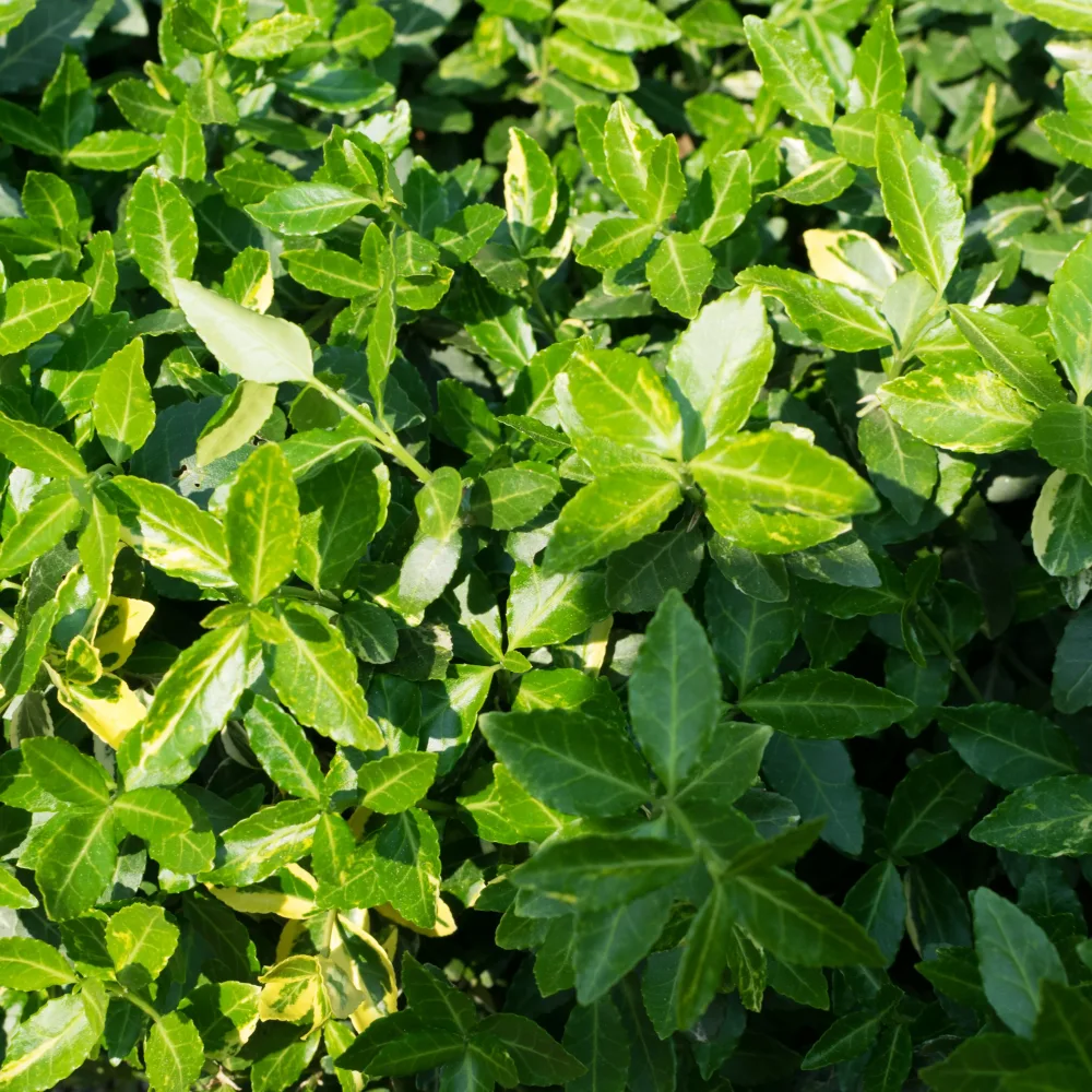 Fusain persistant Dart's Blanket Euonymus fortunei dart's blanket