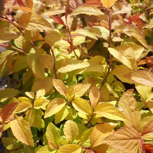 Spirée Bumalda Gold Flame. Le pot de 7,5 litres