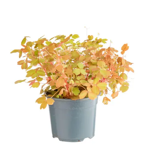 Oxalis Sunset Velvet rouge. Le pot Ø 12 cm