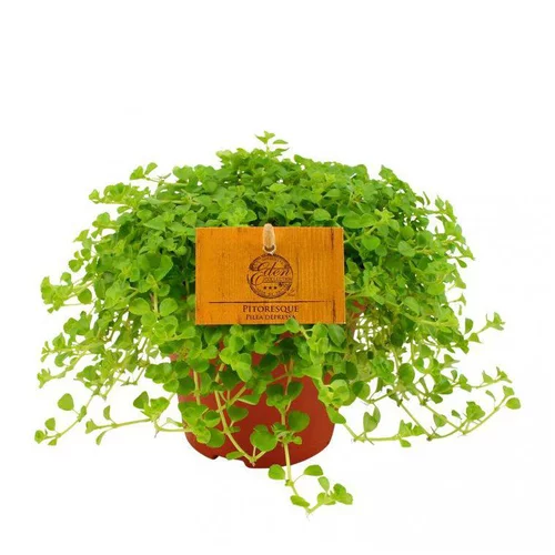 Pilea depressa – Pot de Ø12 cm