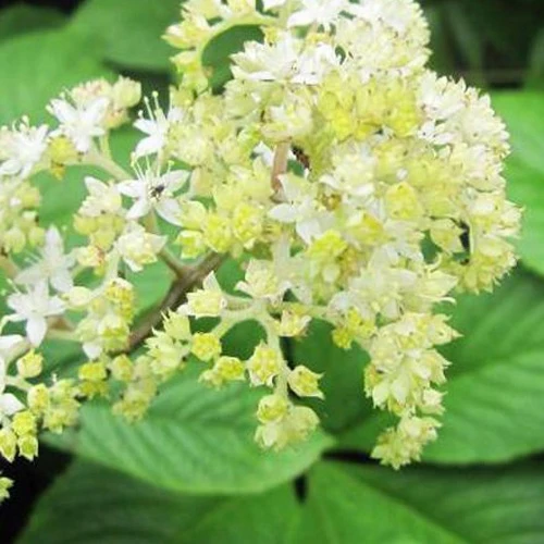 Rodgersia pinnata La Blanche Rodgersia pinnata la blanche