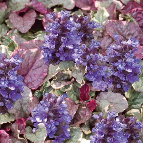 Bugle rampant botanic®. Le pot de 9 cm