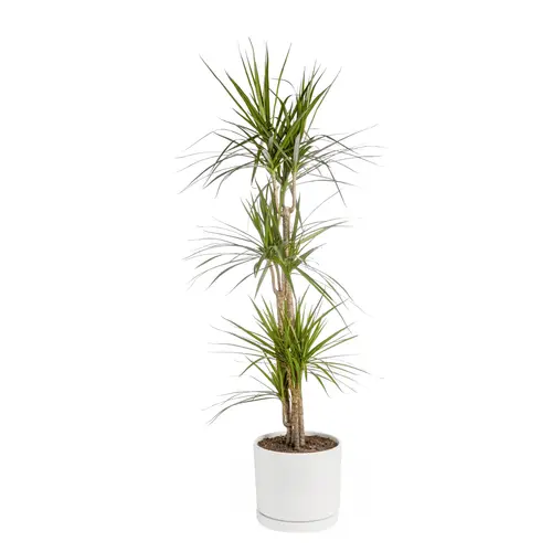 Dracaena marginata vert en pot blanc émaillé botanic®. Le pot Ø 30 cm