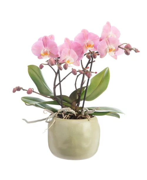 Orchidée Phalaenopsis Tablo à 2 branches avec cache-pot en céramique. Le cache-pot Ø 12 cm