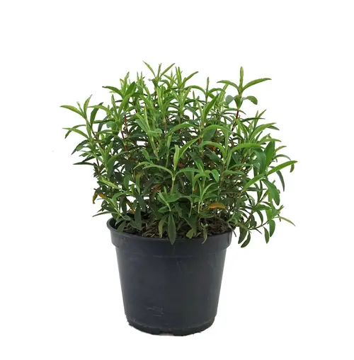 Ciste purpureus rouge. Le pot de 5 litres