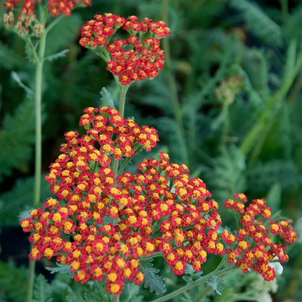 Achillée millefeuille Safran Achillea millefolium safran