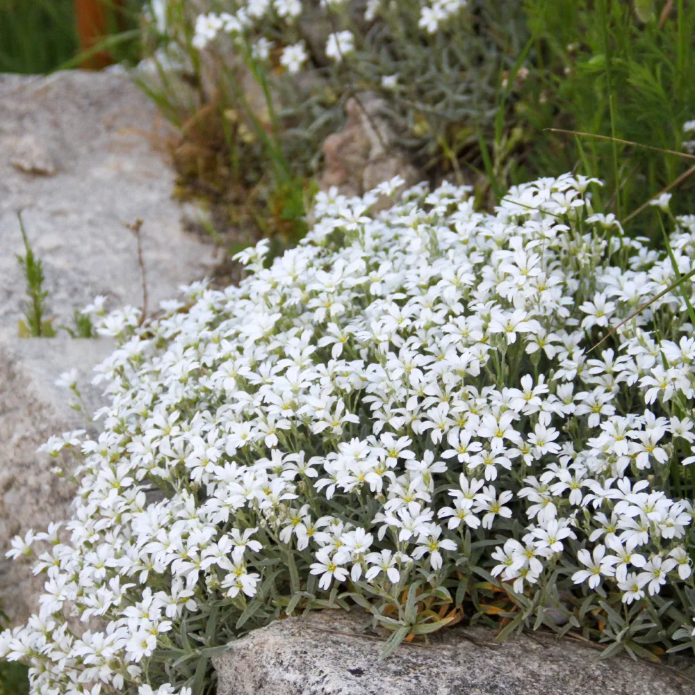Céraiste Yo Yo Cerastium tomentosum yo yo