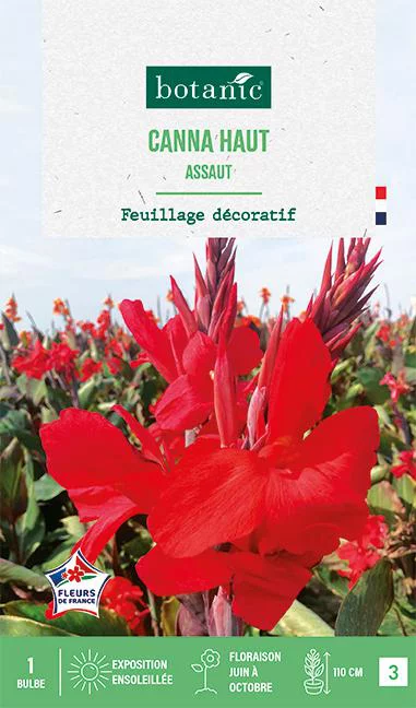 Bulbe de fleurs Canna Haut Assaut botanic® - 1 bulbe