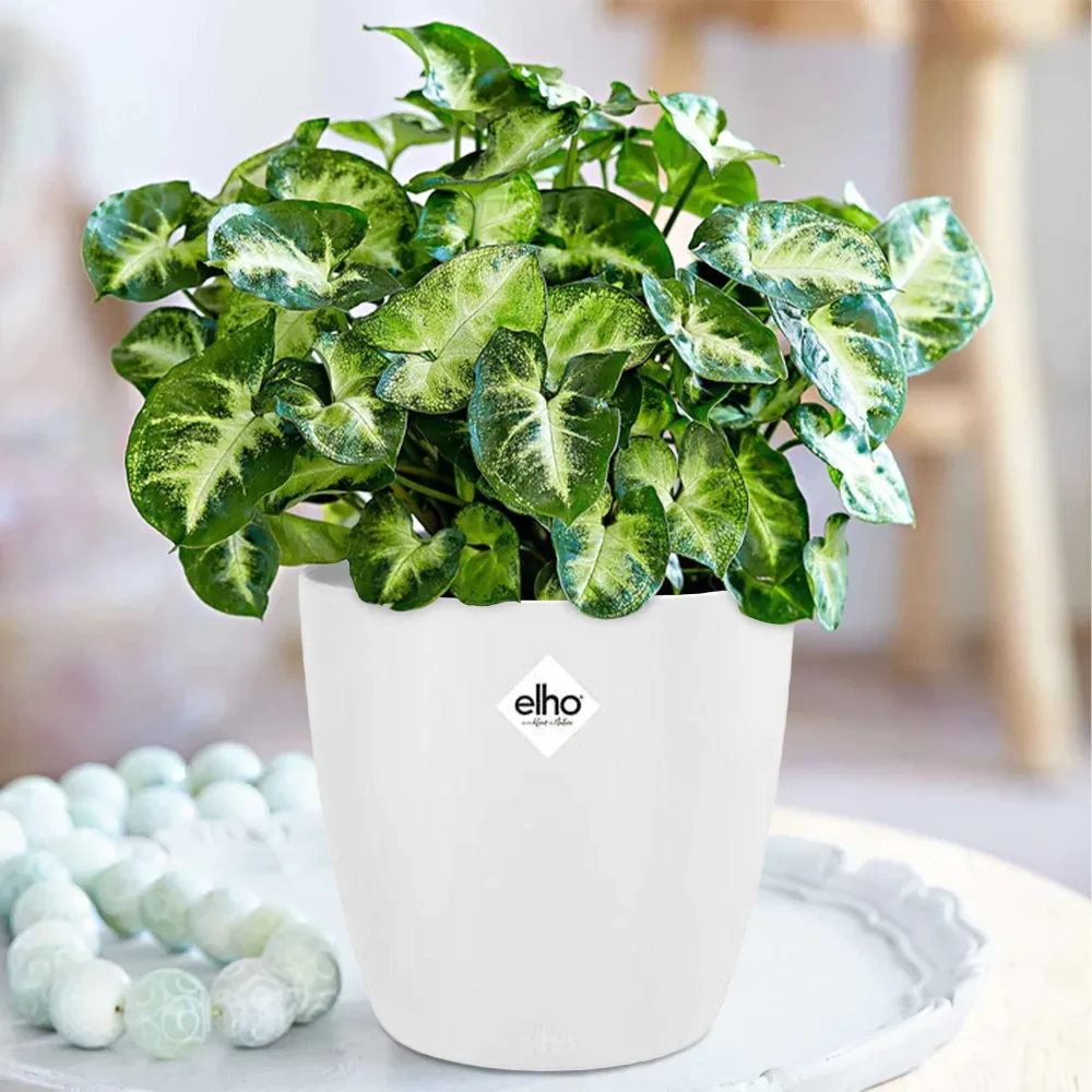 Syngonium Pixie et son cache-pot blanc ELHO Syngonium pixie