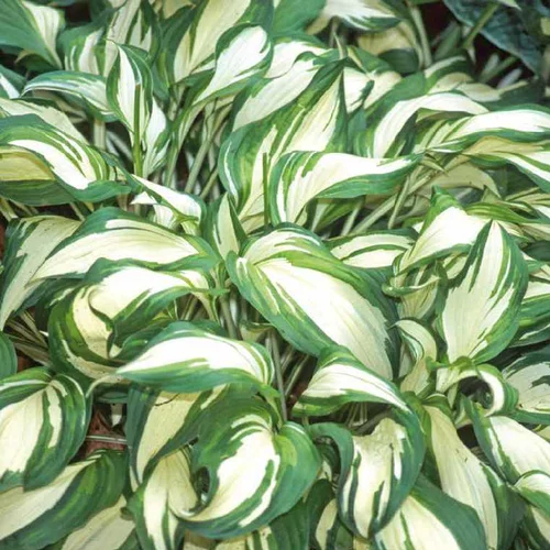 Hosta Undulata - Le pot de 9 x 9 cm