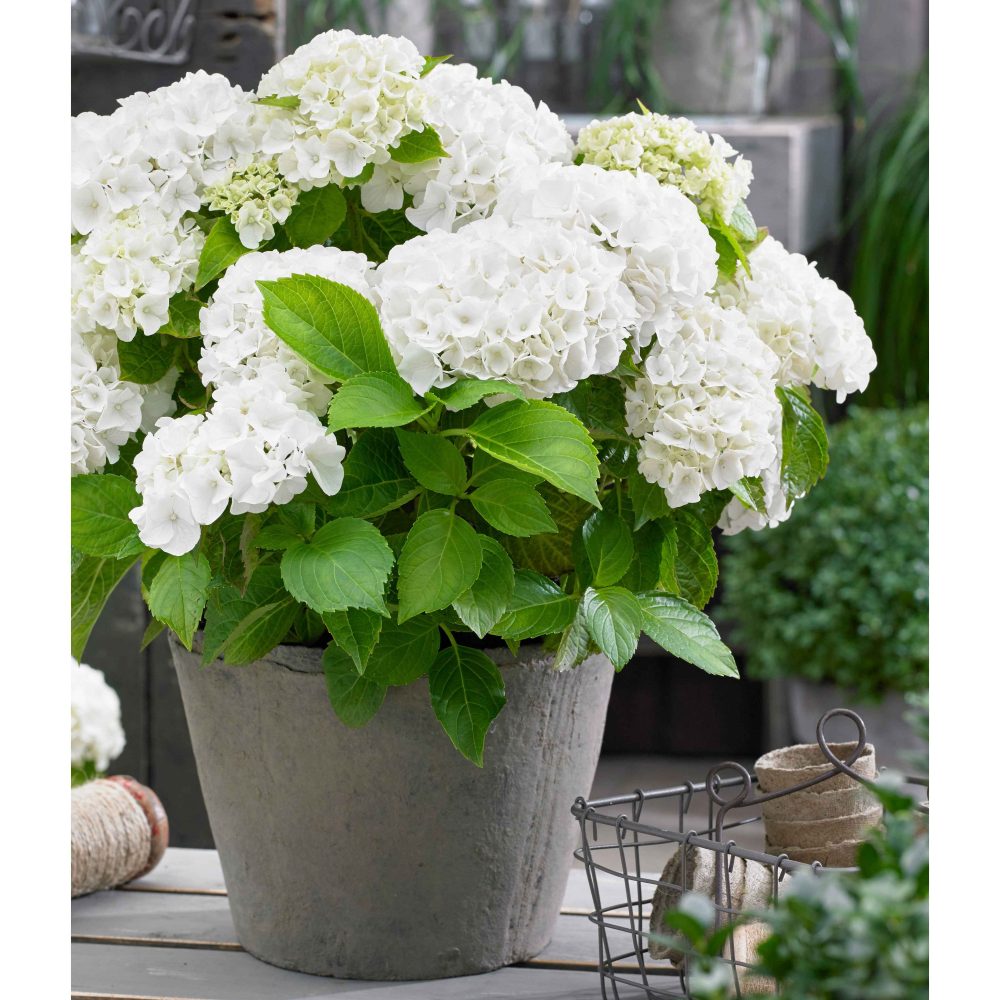 Hortensia blanc Hydrangea macrophylla