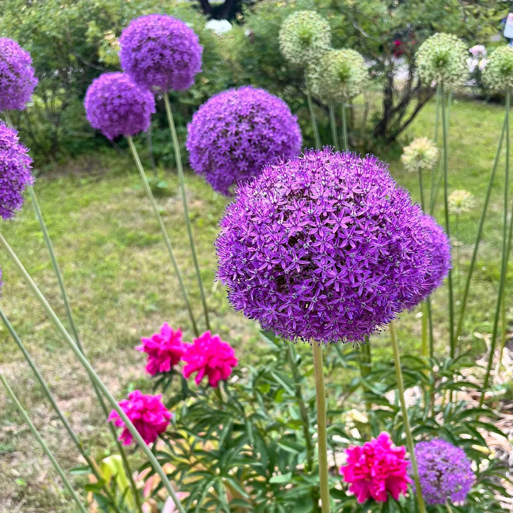 Allium Gladiator Allium Gladiator