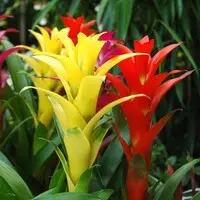 Guzmania. Le pot de Ø 12 x H 40 cm