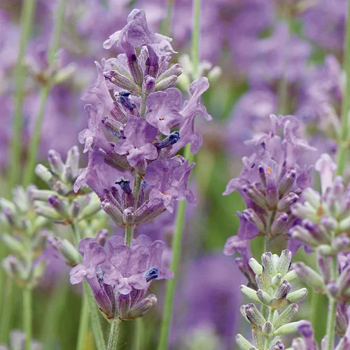 Lavande vraie ou Lavande officinale à fleurs bleues - Le pot Ø 16 cm