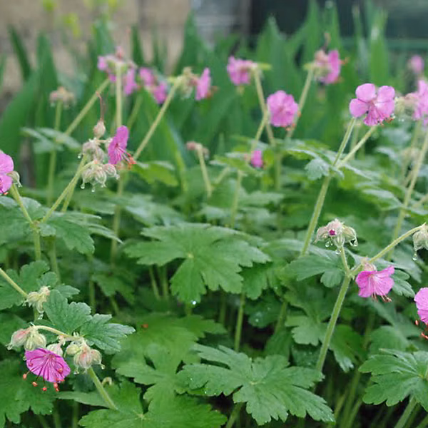 6 x Géranium vivace rhizomateux – Geranium macrorrhizum 'Bevan's Variety' | godet 9cm x 9cm