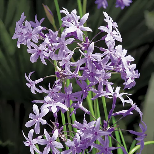 Tulbaghie violette pot de 3 litres