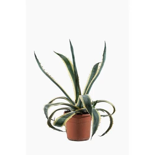 Agave Americana Variegata (Agave d’Amérique panaché) en pot de 20 L jaune